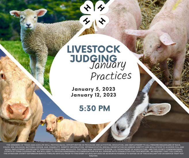 4 H Livestock Judging Practice Atascosa 1122